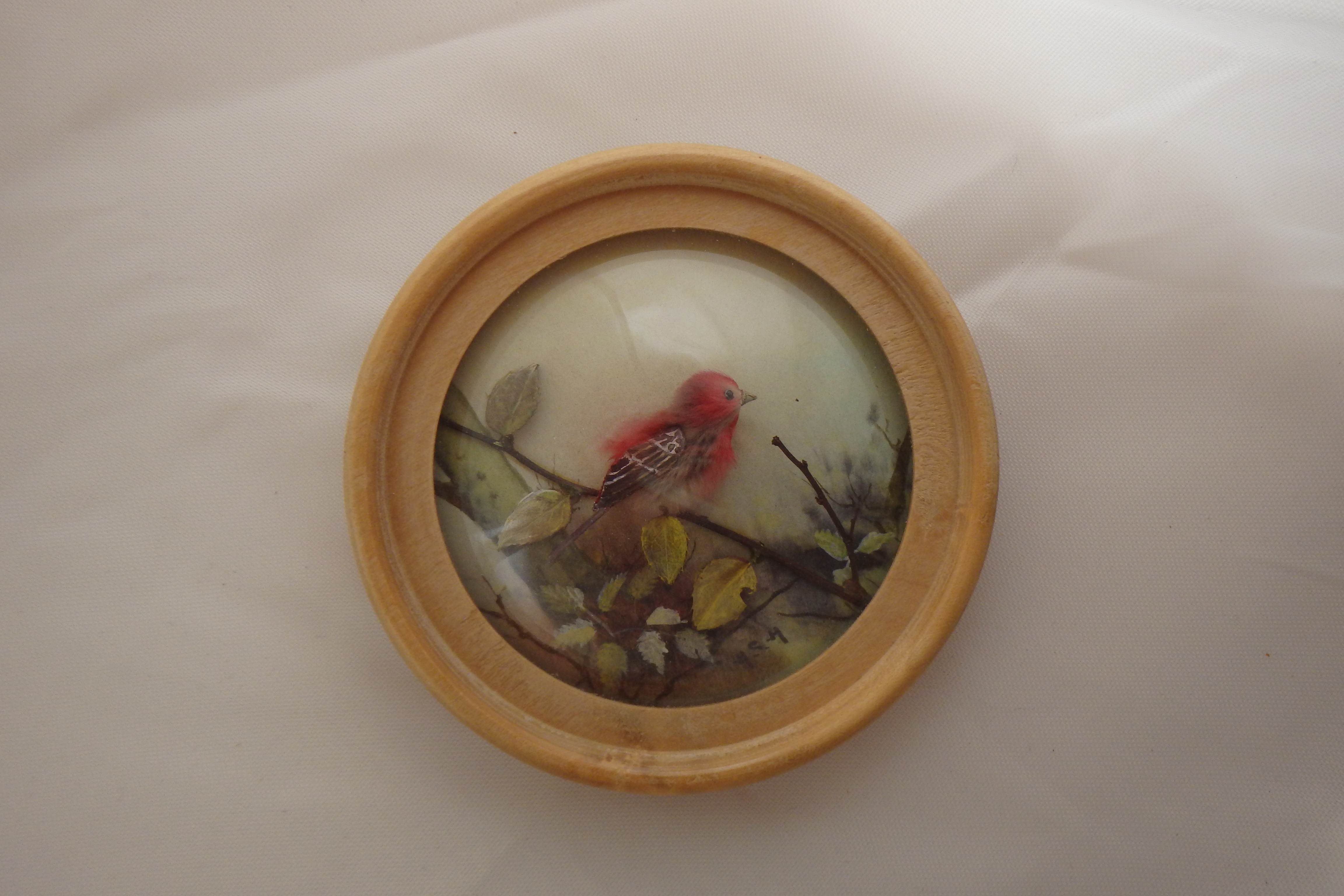 House Finch